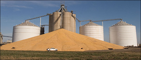 Corn