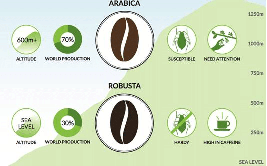 Coffee infographic