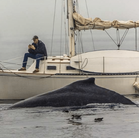 Whale CTA Guest Post Election Year