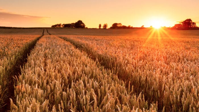 Wheat Field