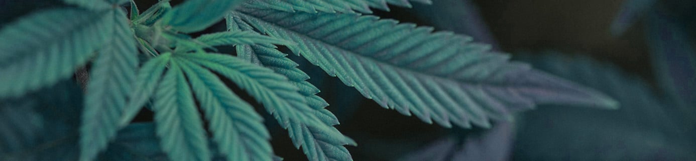 Light Up: Cannabis Futures are Here!