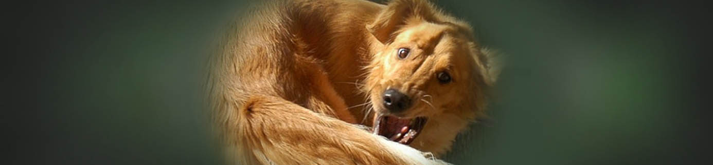The Tail has Wagged the Dog