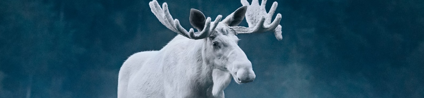 The White Moose