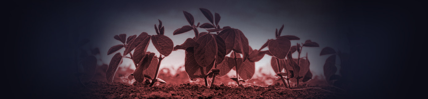 The Chinese trade war is affecting American soybeans