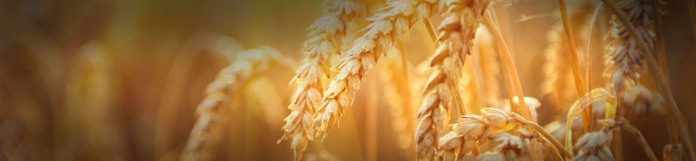 Where’s the Wheat?